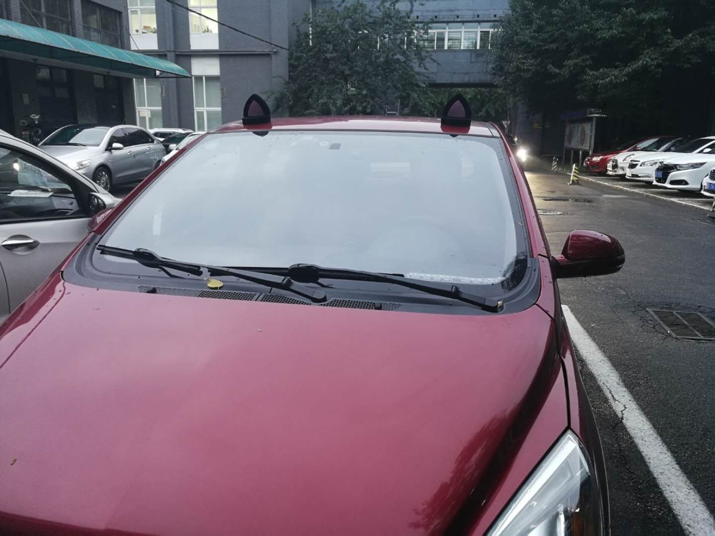 cat_Car